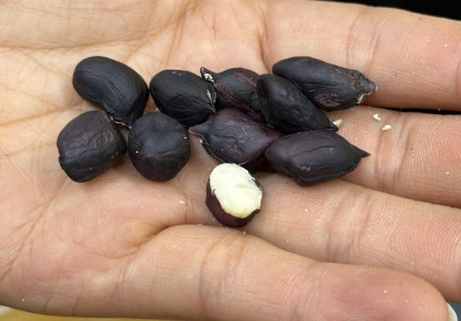 黑花生🥜软糯甘甜，熬夜救星🌟
发现一个宝藏食品！云南普洱的老品种小颗粒黑花生，自然晒干后的口感简直让人惊喜！软糯甘甜，每一口都能感受到满满的幸福感 商品图2