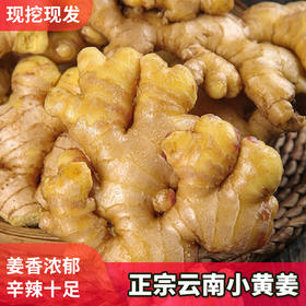 【云南小黄姜】现挖现发 基地直发 香气浓郁 辛辣十足 肉质细密 切面金黄 2种规格任选
