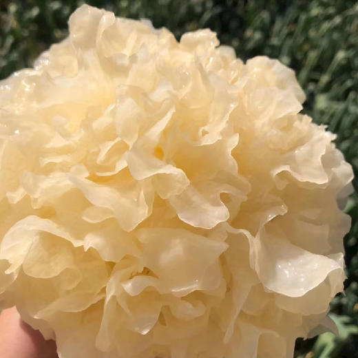 【房州味道】银耳108g 商品图2