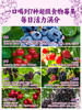 每日乔安·每日7莓原浆640ml配料干净不加1滴水 只有7种莓果 蓝莓草莓蔓越莓巴西莓树莓桑葚黑莓 商品缩略图6
