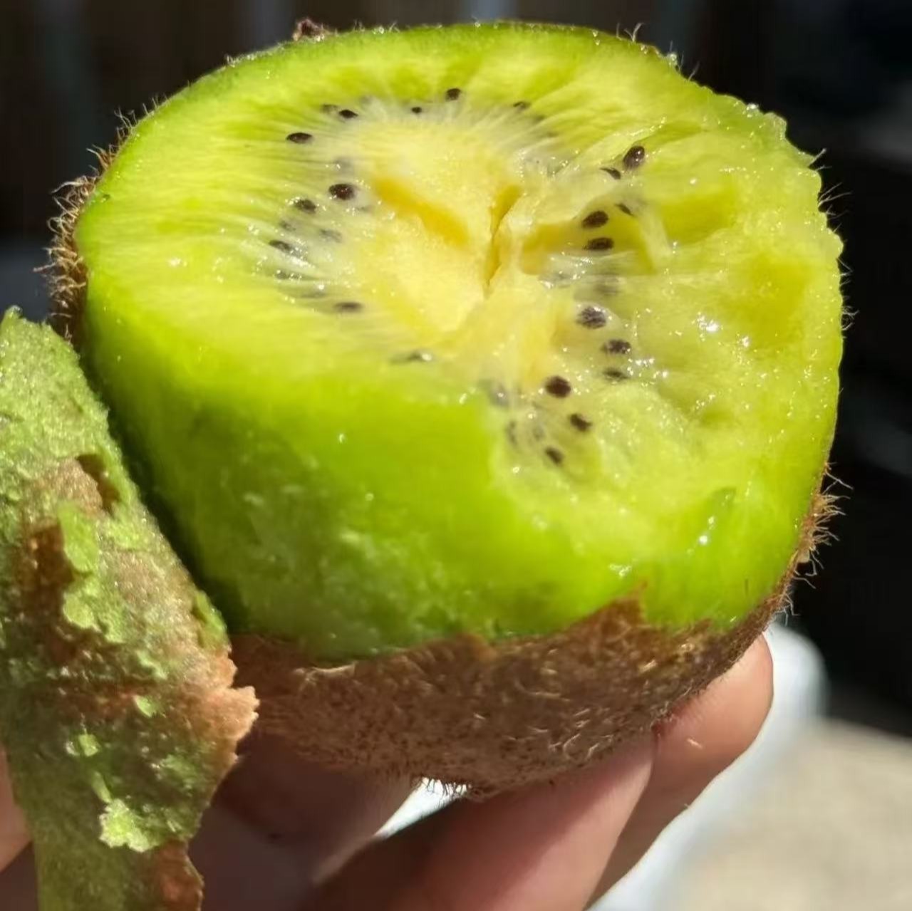 【即食瑞玉猕猴桃】无需等待，到手即食稀缺品种，比翠香还要高端的绿心猕猴桃，陕西周至树熟品质，到手削皮即食，爆甜无酸，果肉醇厚入口化渣，产地直发，都是新鲜下树的果子，新鲜，嫩甜~