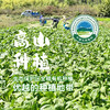 高山腌白菜长梗农家大缸纯手工腌制除了盐无任何添加 商品缩略图4