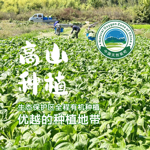 高山腌白菜长梗农家大缸纯手工腌制除了盐无任何添加 商品图4