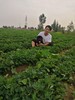 振南记带壳炒花生 商品缩略图5