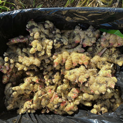 云南文山有机小黄姜 鲜姜采挖水洗发货 商品图6