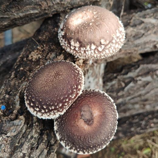 有机香菇 | 合作生产 | 基地直发 *Organic mushroom 商品图1