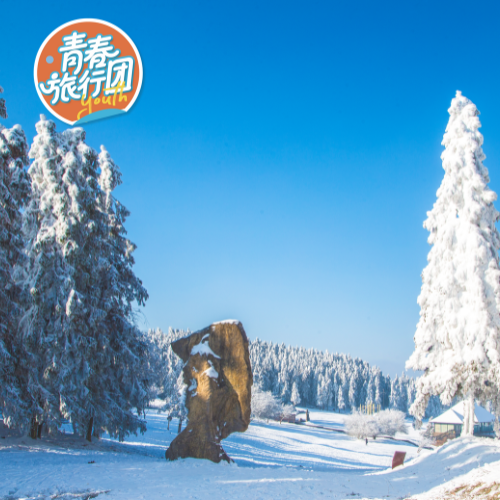 【穿越林海雪山】武隆仙女山国家森林公园·冬野徒步之旅