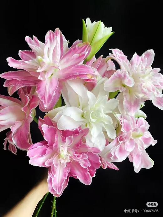 小众精品花材莲花惊奇百合1扎 商品图1