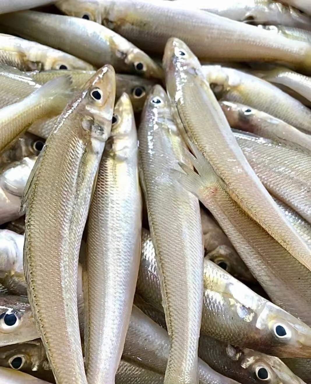 沙丁鱼  3斤装