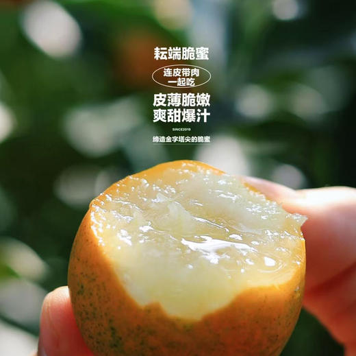 石家庄优选仓库速达，耘端-脆蜜金柑2A， 连皮带肉一起吃，皮薄肉嫩，口口爆汁， 净重3.5斤礼盒装，2斤/4斤家庭散装 商品图2