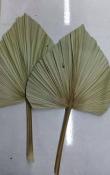 蒲扇 商品图1