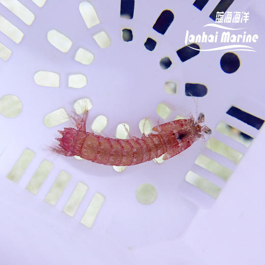 紫色螳螂虾 商品图8