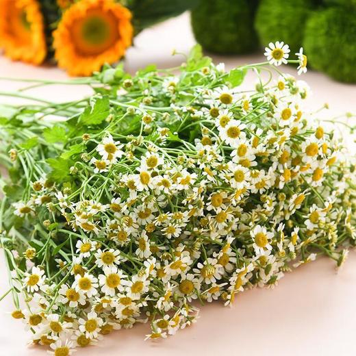洋甘菊 /束 商品图0