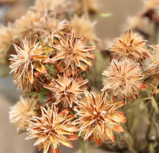 配花 | 蛇皮果 商品图1