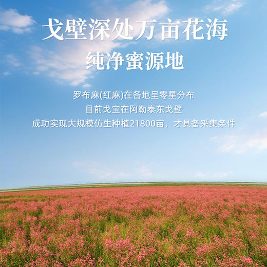 戈宝红麻花蜜 土蜂蜜农家无添加原蜜500g 早餐牛奶代餐伴侣 商品图3
