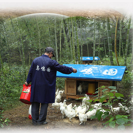 基地直发 | 正宗泰和生态乌鸡 商品图3