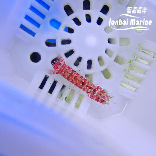 紫色螳螂虾 商品图4
