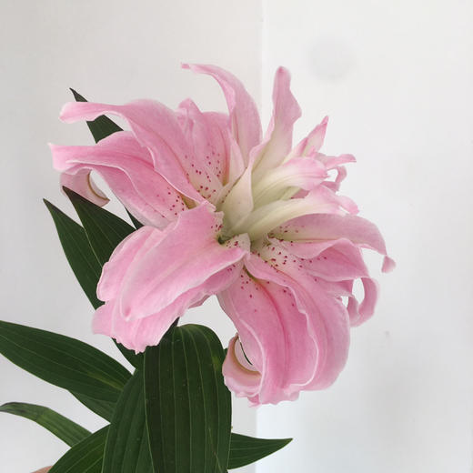 重瓣百合.代安娜 商品图2