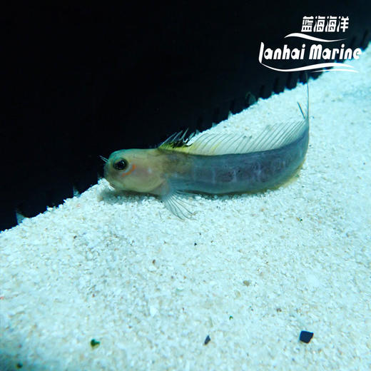 黄面狗头虾虎 商品图1