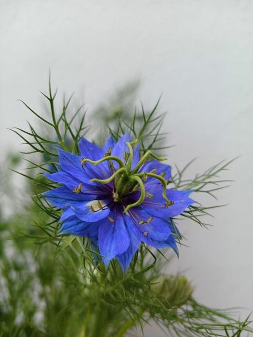 黑种草一扎 商品图4