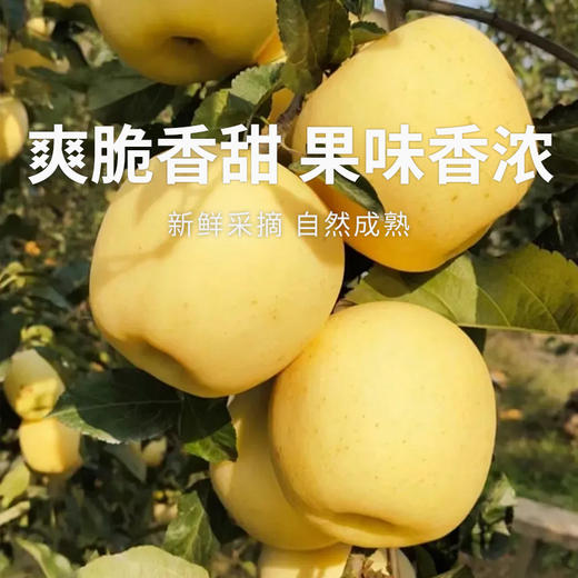 【维纳斯苹果】单果饱满 黄金成熟度 甜脆兼具 风味物质充足 4.5斤彩箱（8-12枚） 商品图0