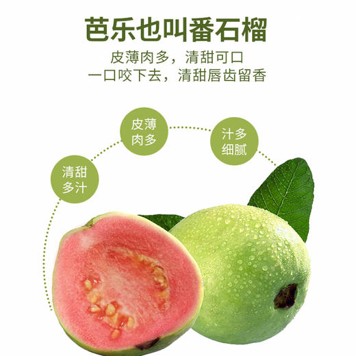 【奶油芭乐】果香与奶香交织 软糯清甜 果籽细小可食 老少皆宜 净重3斤 商品图3