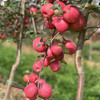 【逐南味】瑞香红苹果 红彤彤高颜值 温柔的脆感 蜂蜜一样甜  商品缩略图2