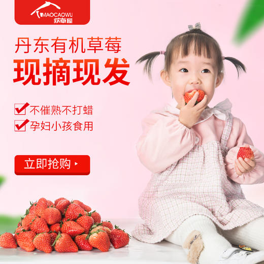 丹东有机草莓 9年有机种植水果现摘现发不催熟不打蜡水果【京东空运】 商品图1