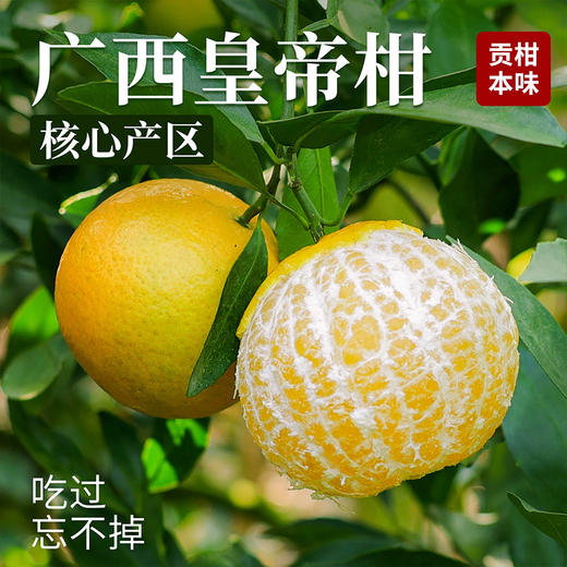 【皇帝柑】核心产区直发 果园现摘 果肉细嫩易吸收 补充营养优选 3-5斤（果径：60-65mm） 商品图1