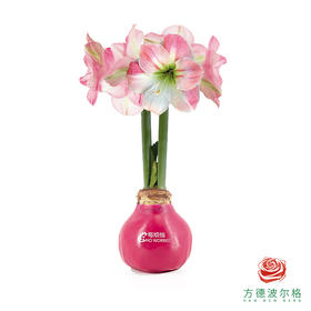 不用浇水的石蜡朱顶红种球！ 粉白花-莓烦恼30+