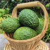 云南孟连【逐南味】哈斯牛油果 肉质细密绵软 入口即化 醇香味浓 商品缩略图7