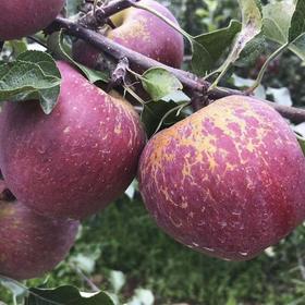 四川大凉山盐源丑苹果水果 非红富士昭通嘎啦苹果冰糖心