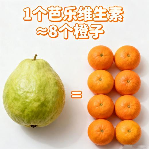 疯抢中！！现摘现发【中国台湾改良版·红心奶油芭乐】营养丰富 果肉软糯 柔嫩多汁 精美包装/礼盒装 商品图1