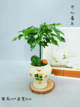 招财进宝小盆栽29.9（现货 下单即可到店自提）