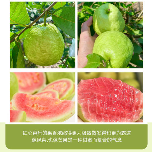 【奶油芭乐】果香与奶香交织 软糯清甜 果籽细小可食 老少皆宜 净重3斤 商品图4