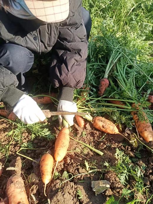 【促销】孟妈妈的胡萝卜开挖啦！老种子胡萝卜“贼不偷”，甘甜可口、营养丰富、老少皆宜！ 商品图4