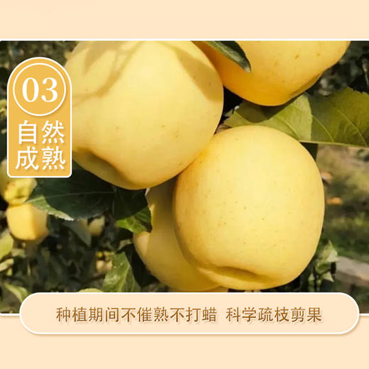 【维纳斯苹果】单果饱满 黄金成熟度 甜脆兼具 风味物质充足 4.5斤彩箱（8-12枚） 商品图4