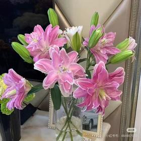 小众精品花材莲花惊奇百合1扎