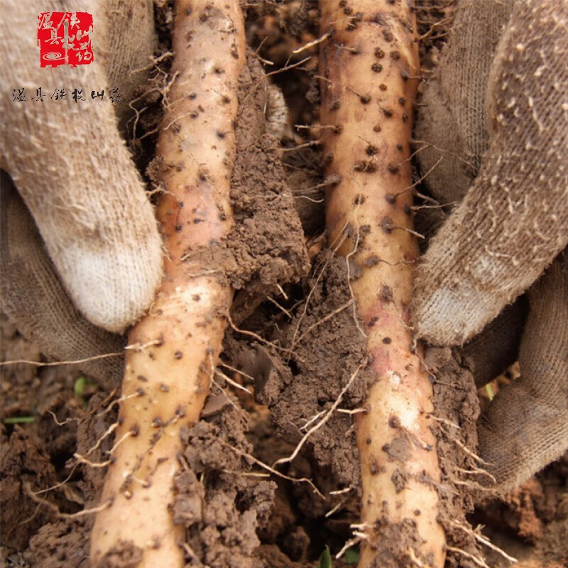 【自营】温县垆土地铁棍山药约5斤/7斤 两种规格可选