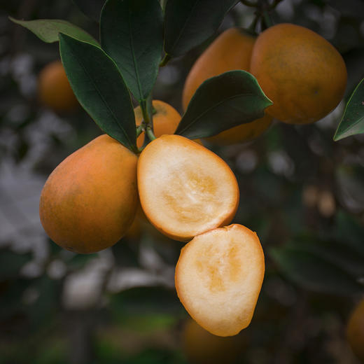 【脆蜜金柑】核心产区直发  果皮光滑有光泽 保留天然果香  1.8斤/2.5斤 礼盒装  顺丰直达 商品图1