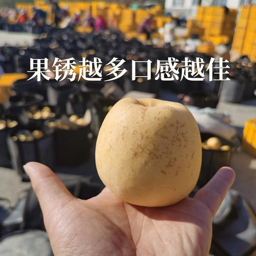 【维纳斯苹果】单果饱满 黄金成熟度 甜脆兼具 风味物质充足 4.5斤彩箱（8-12枚） 商品图5