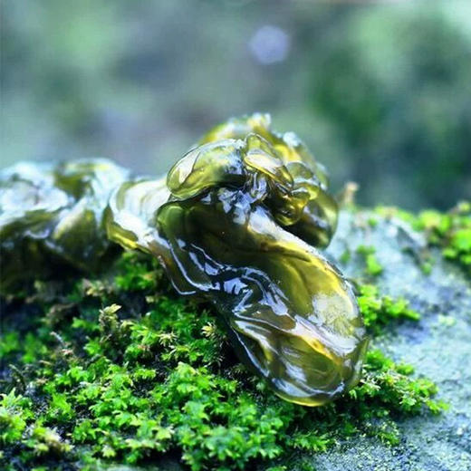 康尔 地皮菜 150g/盒 商品图2