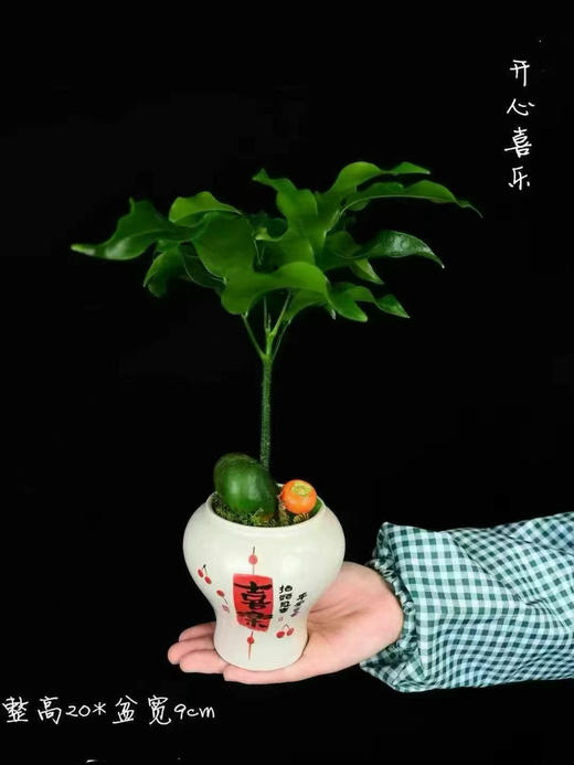 招财进宝小盆栽29.9（现货 下单即可到店自提） 商品图2