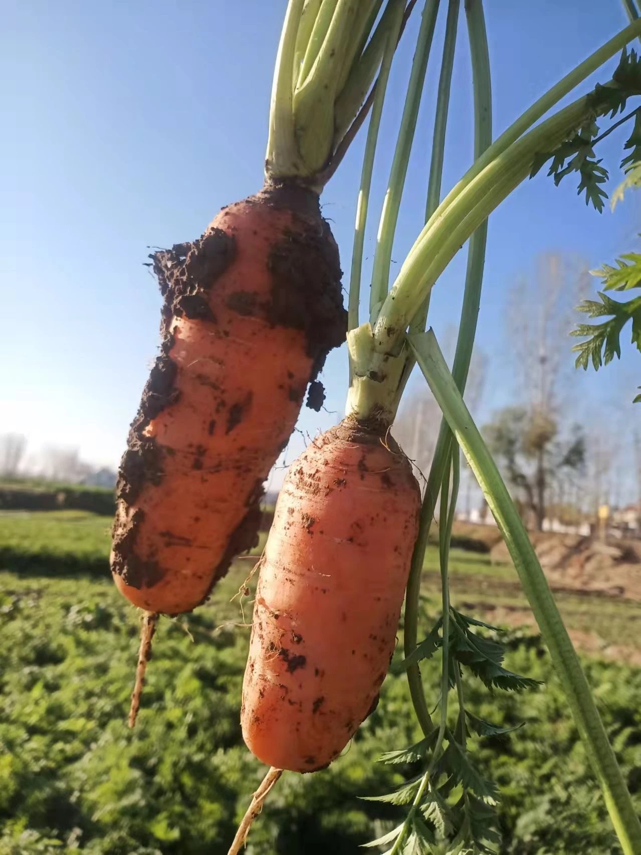 【促销】孟妈妈的胡萝卜开挖啦！老种子胡萝卜“贼不偷”，甘甜可口、营养丰富、老少皆宜！