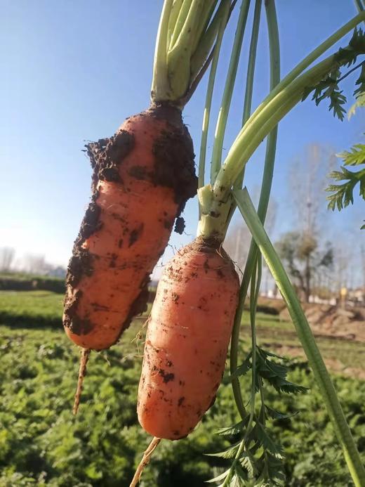 【促销】孟妈妈的胡萝卜开挖啦！老种子胡萝卜“贼不偷”，甘甜可口、营养丰富、老少皆宜！ 商品图0