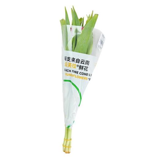 郁金香 1束 商品图3