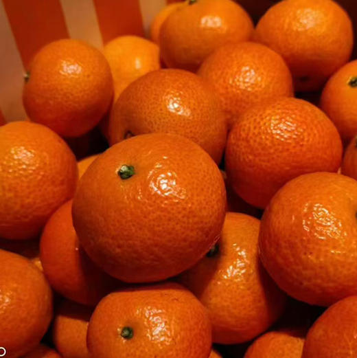 石家庄优选仓库速达， 金秋砂糖橘，皮薄肉嫩，果肉爽脆，果香浓郁，净重9斤礼盒装 商品图4