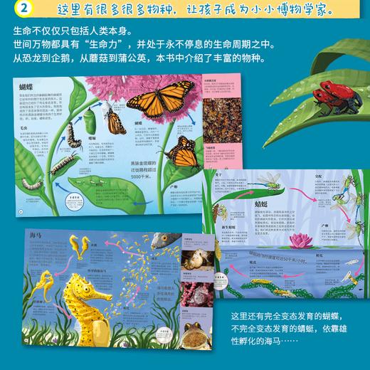 【正版DK科普绘本】DK生命周期 DK水百科 儿童生命教育  儿童百科全书  小学生科普书  跨学科知识  亲子共读 商品图3