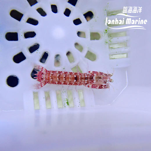 紫色螳螂虾 商品图5