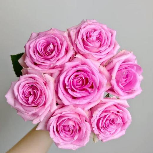 苏醒(玫瑰花)约 10支/束 商品图0